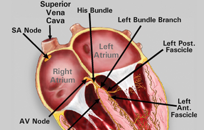 Essential ECG