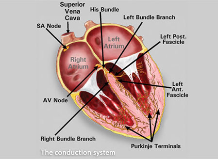 essential-ecg